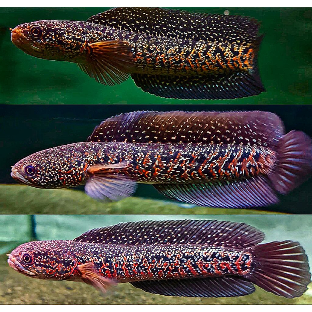 Channa Asiatica RSP Kalimaya Superfoam Size 8-10Cm, Asiatica Kalimaya Super Foam