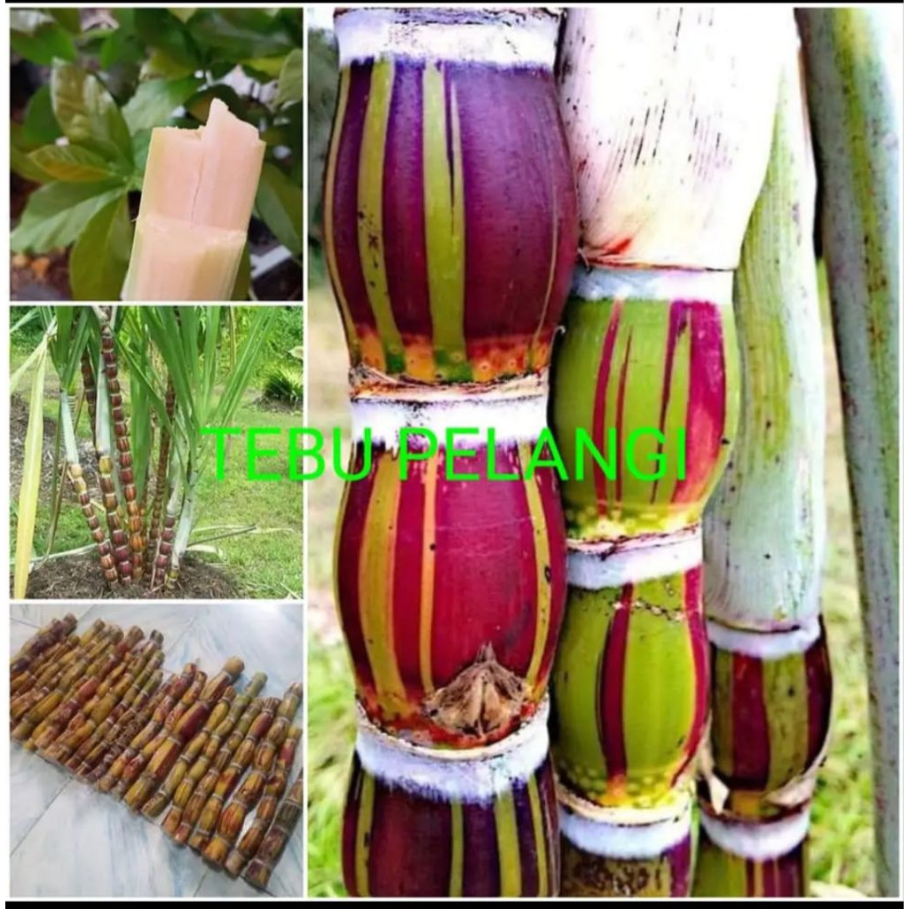 Tebu pelangi per ruas