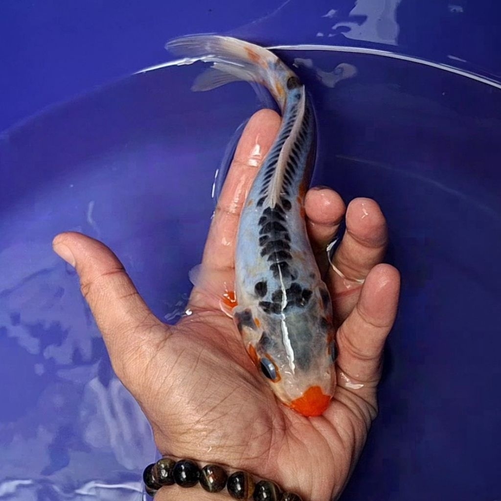 Ikan Koi Blitar Jenis Shusui / Rumah Koi Jakarta / kode 006