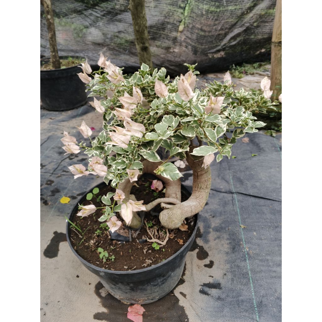 BOUGENVILLE ID SAKURA BLACAN