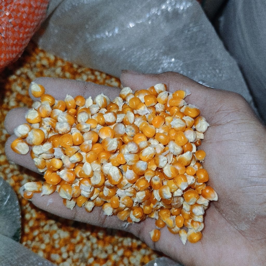 Jagung Kristal Joss 25KG Pakan Ternak