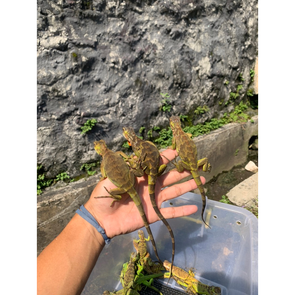 Baby Iguana Red Mainan Hidup
