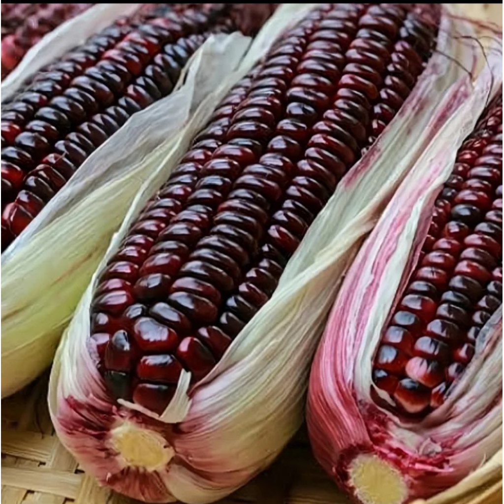 Jagung ketan pulut ungu