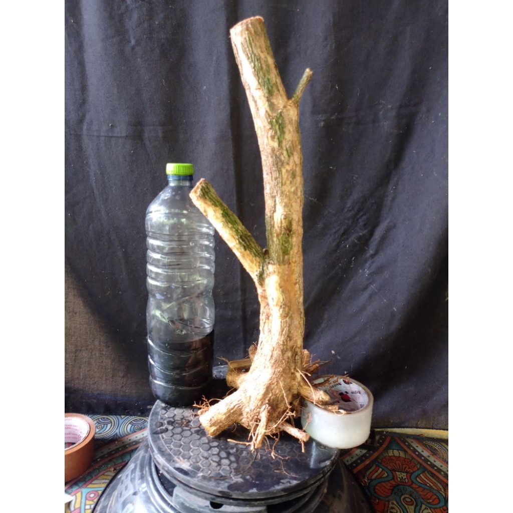 Bahan bonsai kemuning lokal
