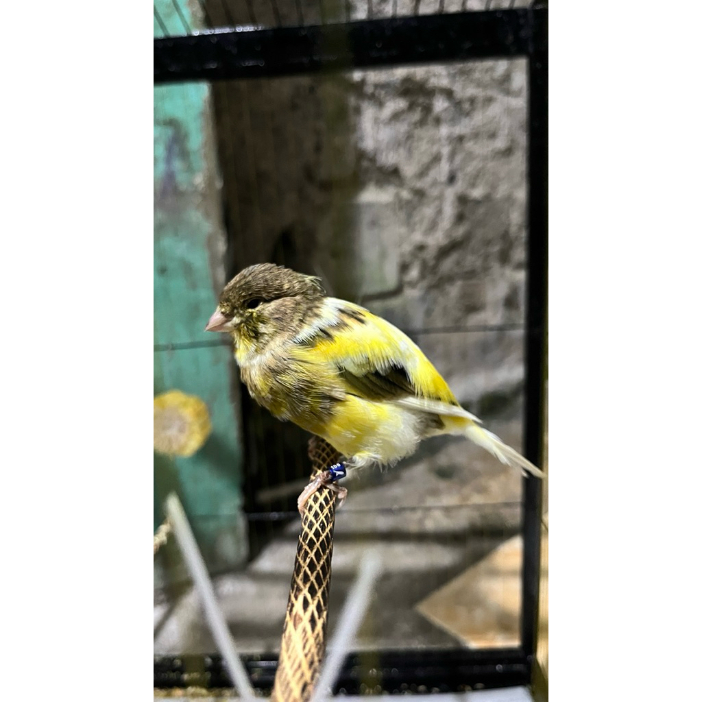 burung kenari f1ys
