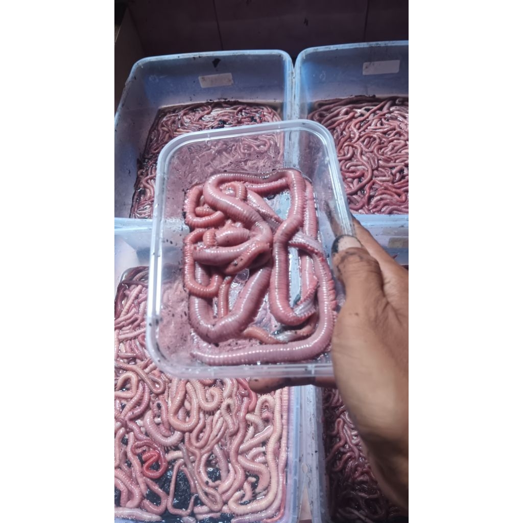 Cacing Nipah Gred A - UMPAN MUARA & LAUT