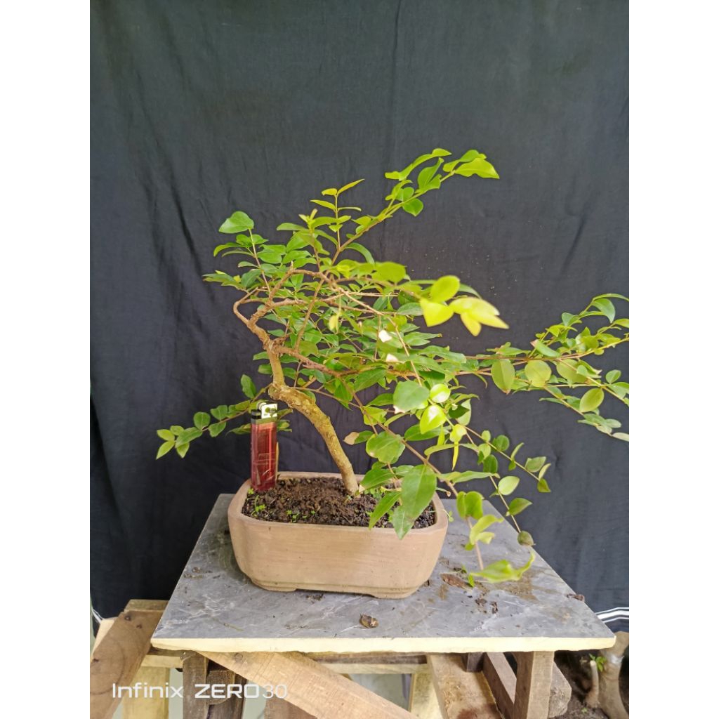 bonsai anggur brazil