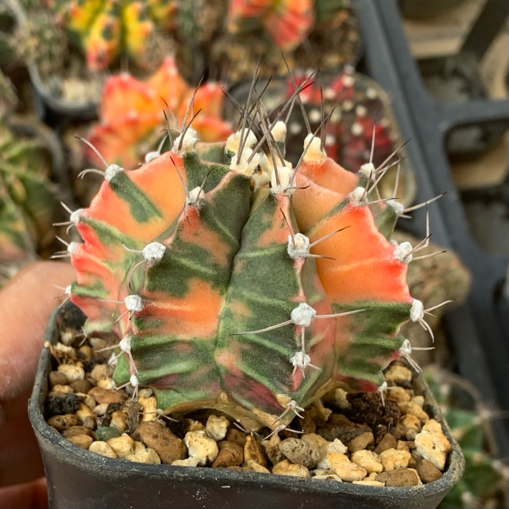 Gymnocalycium mihanovichii hybrid pink red gymno id var hybrid varigata kaktus gymno miha var tanama