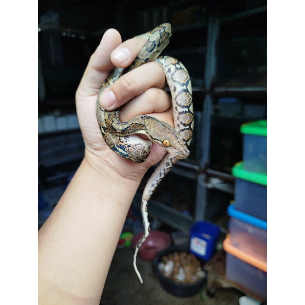 mainan retic python baby
