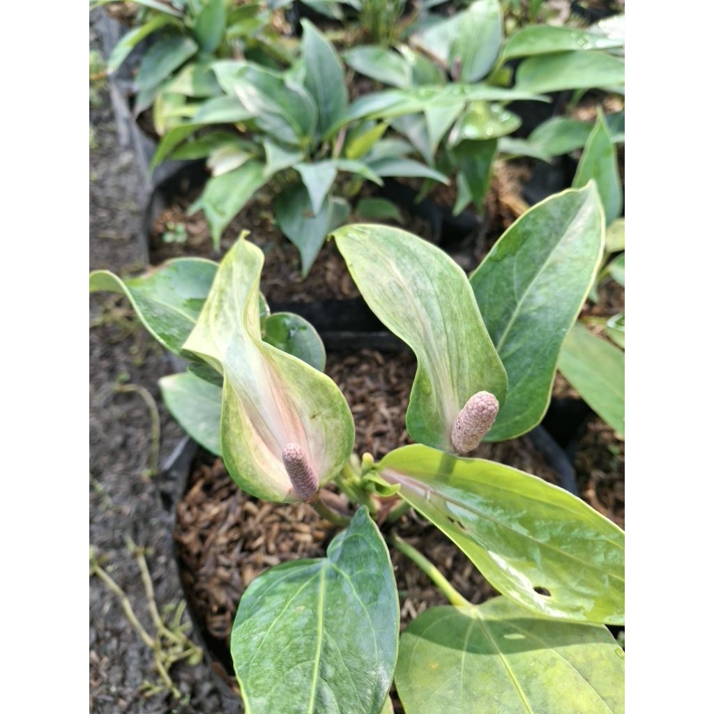 Anthurium Mini Presiden | bunga anthurium | tanaman hias