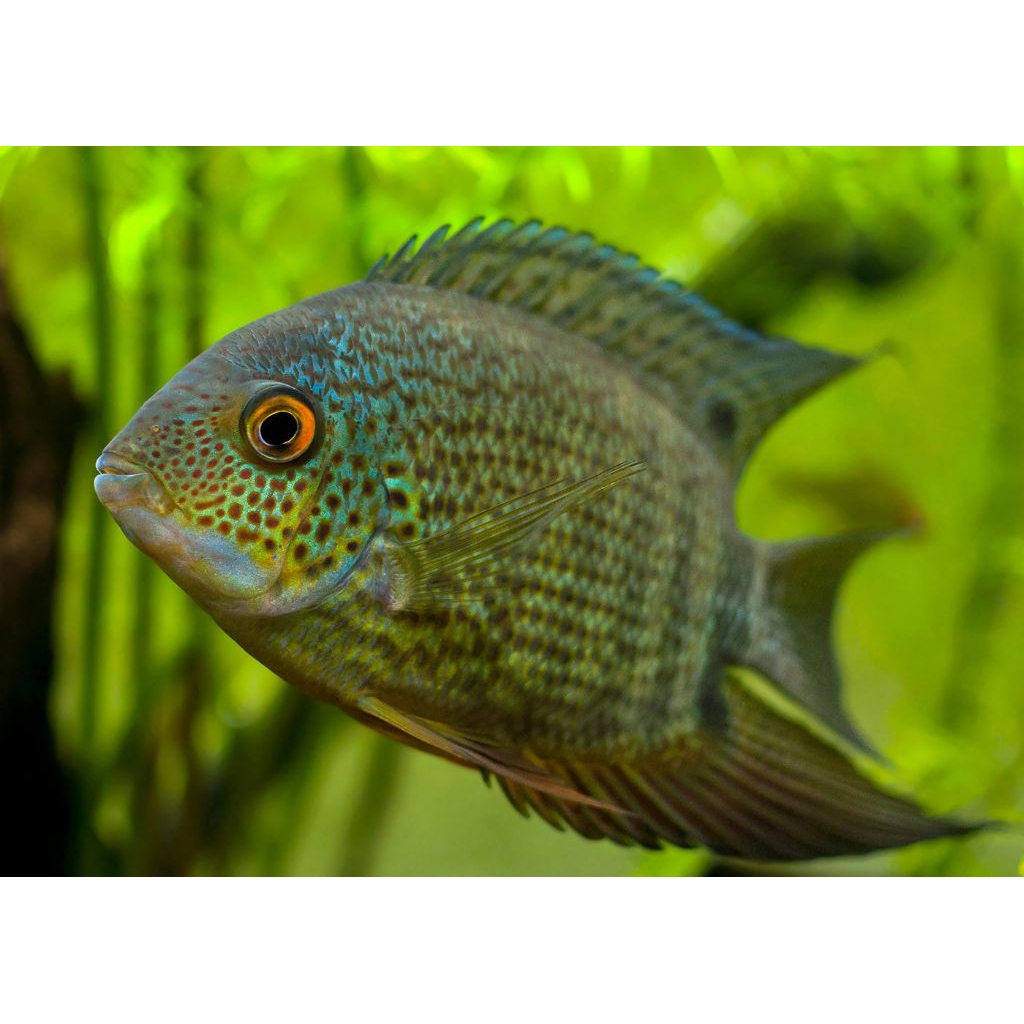 green severum / ornamen aquarium / tapajos
