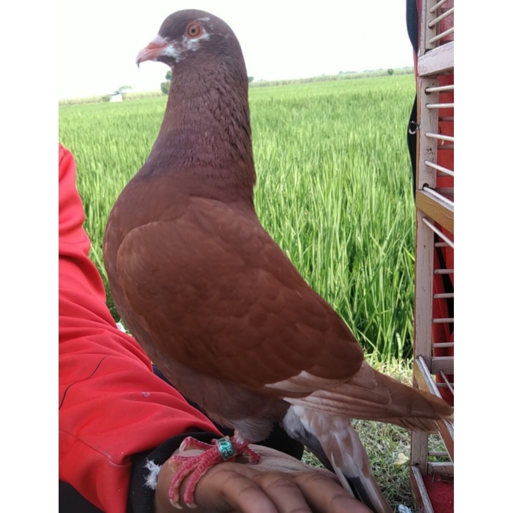 MERPATI BALAP SETENGAH JALAN