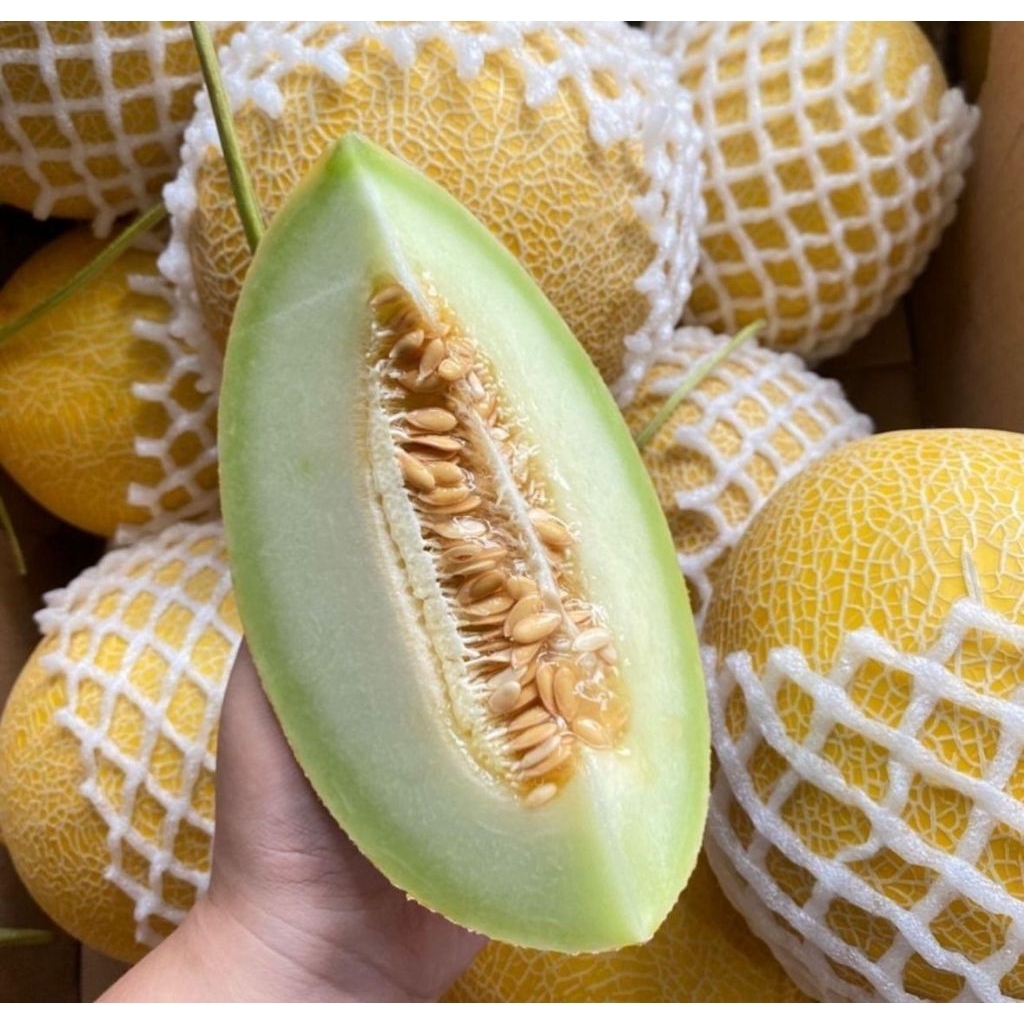 Melon Premium Intanon Manis(1200-1300gr)