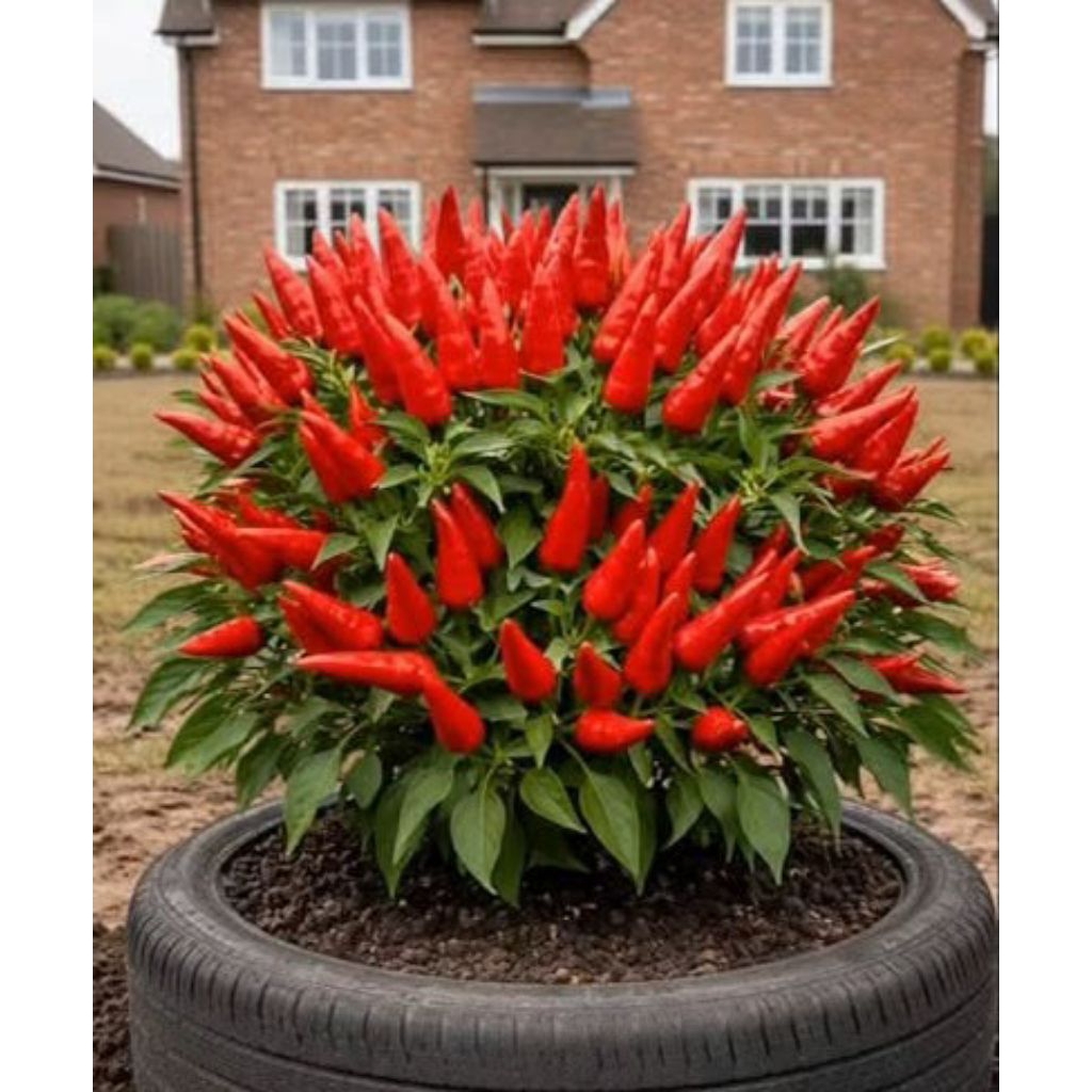 Benih cabe rawit mahkota gerombol
