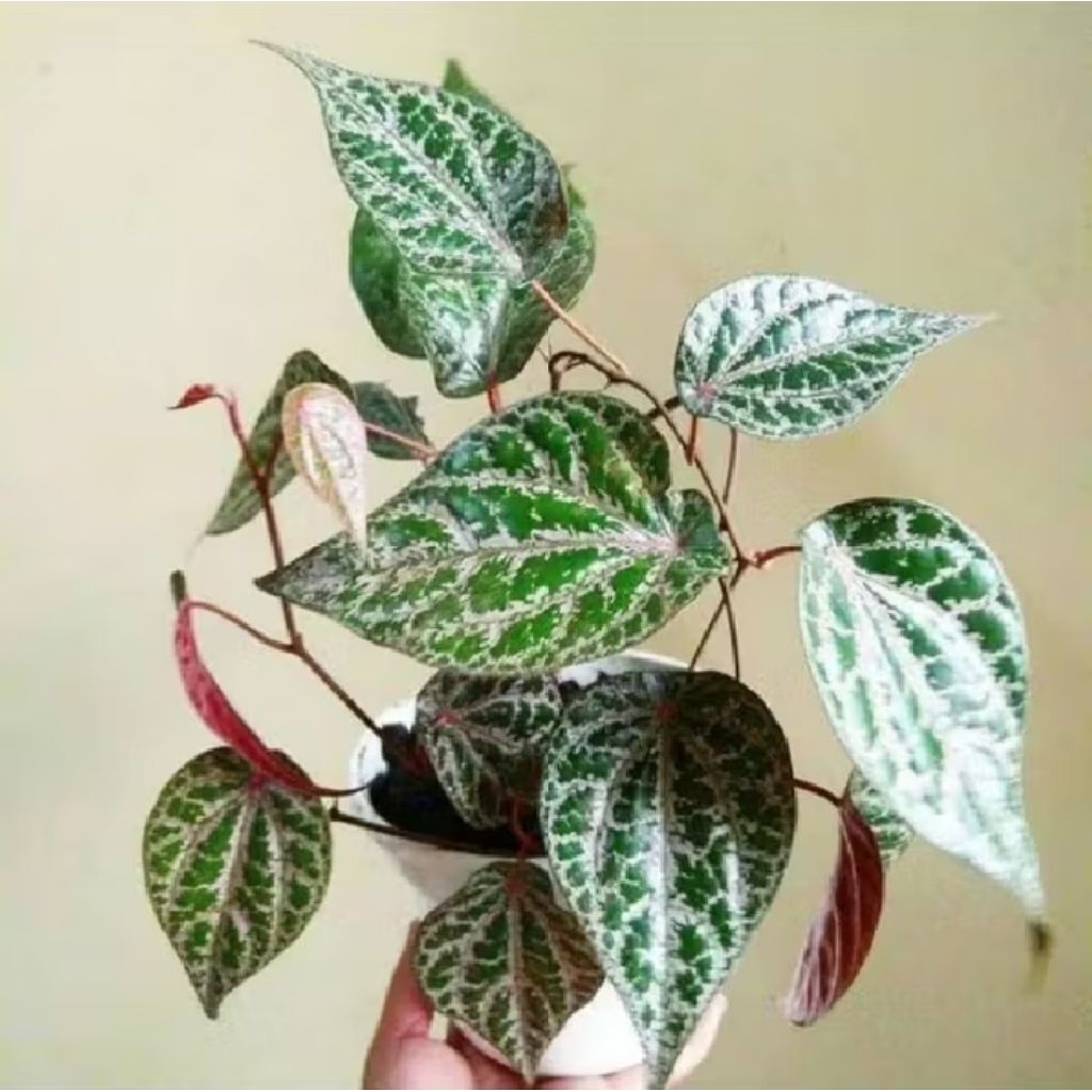 Pohon Hias Herbal Sirih Merah Tanaman Hidup Herbal Alami Sirih Merah