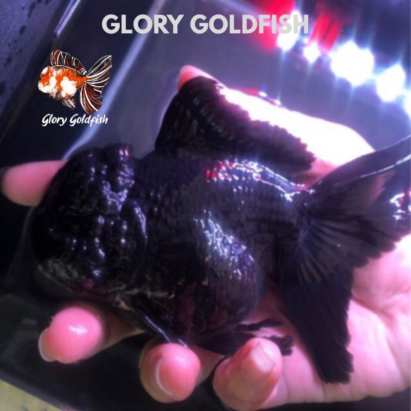 Ikan Mas Koki Oranda Black Hitam HIGH QUALITY / Ikan Koki Black / Ikan Koki Hitam / Ikan Koki Induka