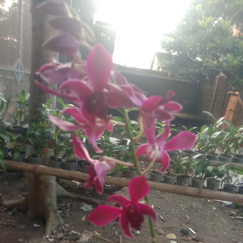 anggrek dendrobium dewasa paketan