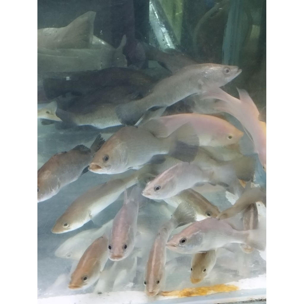 baramundi/kakap putih