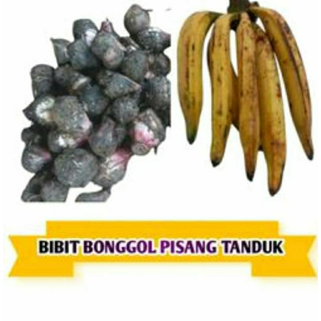 bibit pisang tanduk botol original beli 3 gratis 1