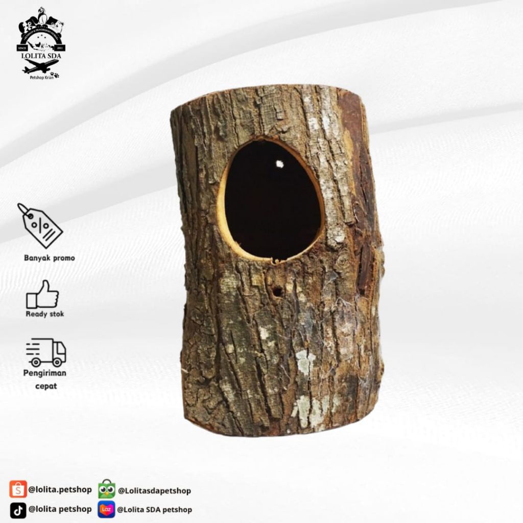 Glodok pohon untuk murai batu / kacer / Glodok burung / rumah burung