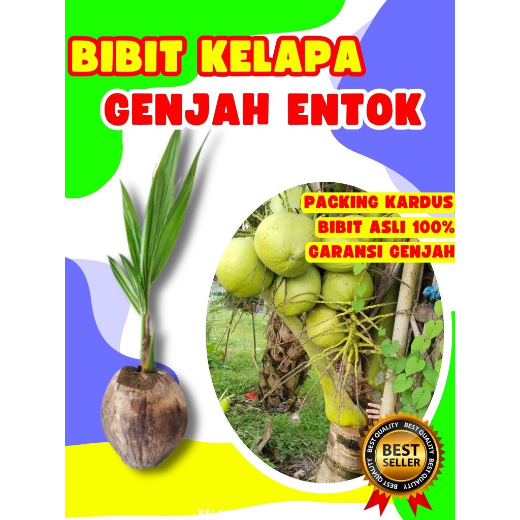 GARANSI BIBIT MATI  Tanaman Kelapa Pendek Entok Jumbo