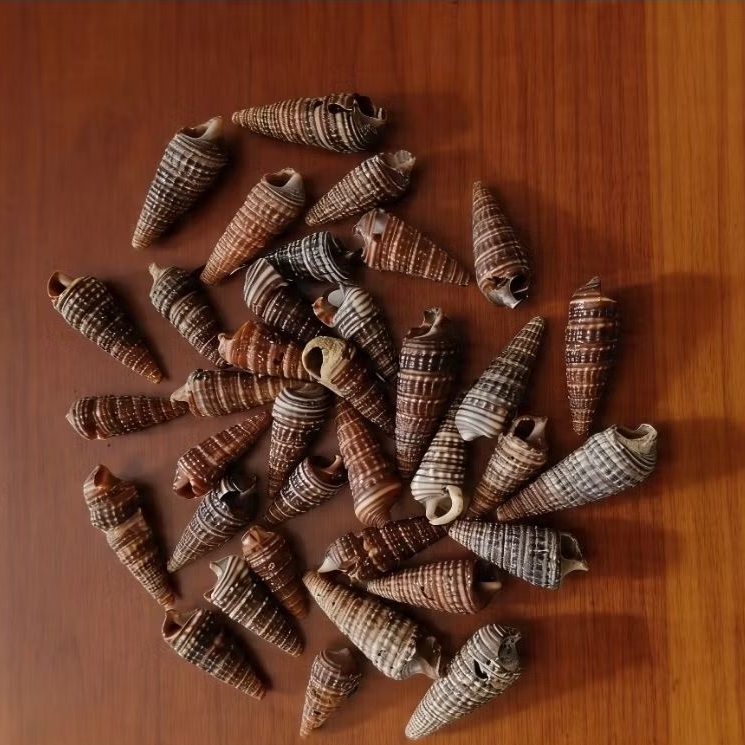 Cangkang kerang Cerithium/ Cangkang kerang prakarya/ koleksi
