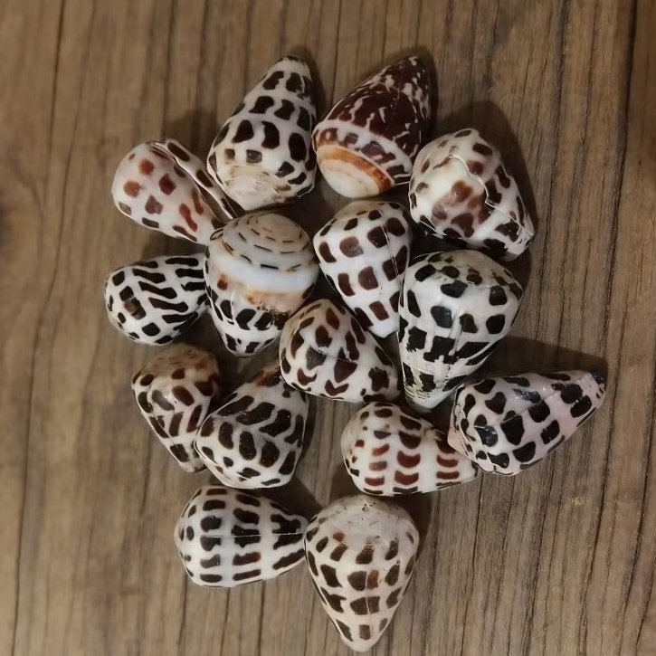 Cangkang kerang conus ebraeus