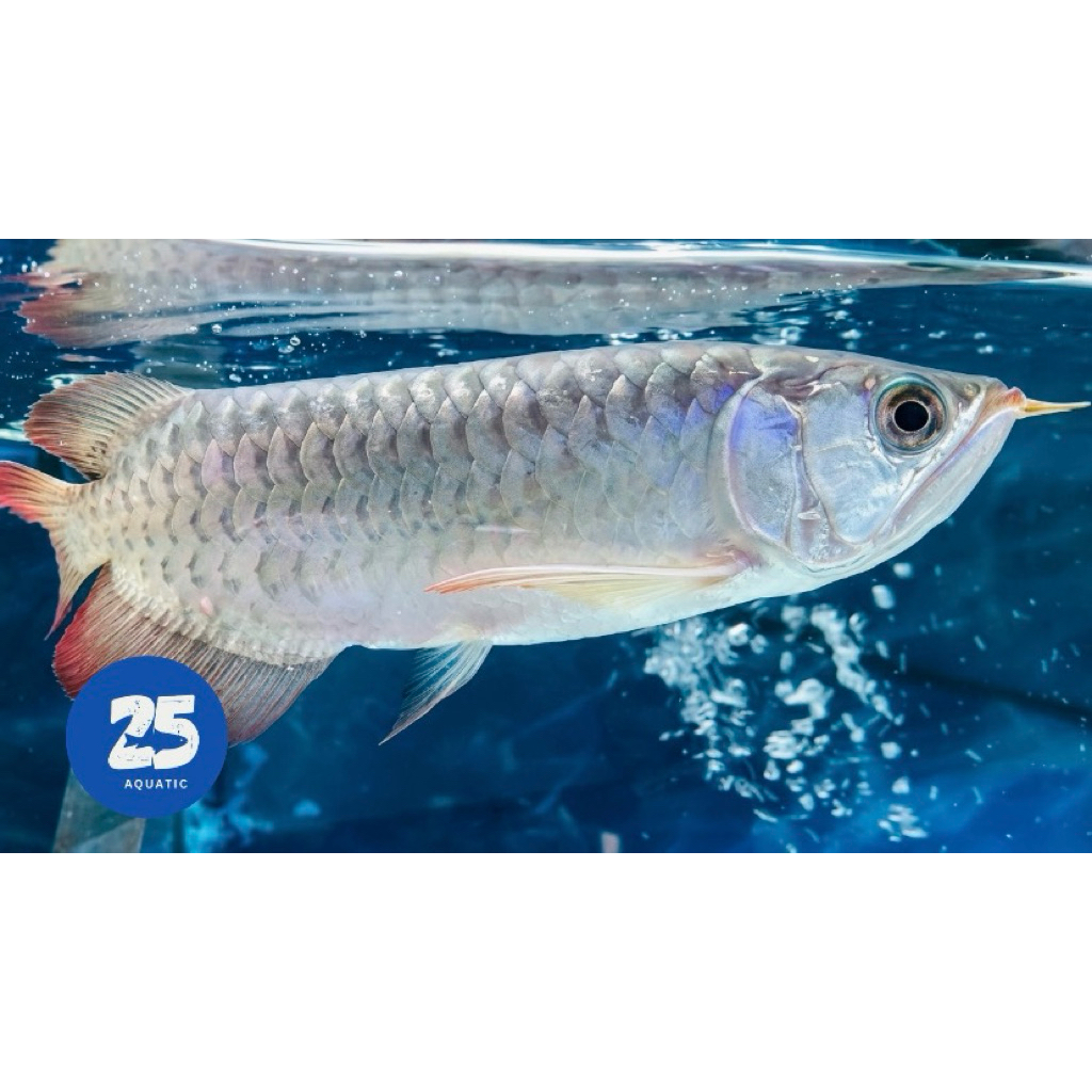 Arwana Super Red lengkap sertifikat -+20cm