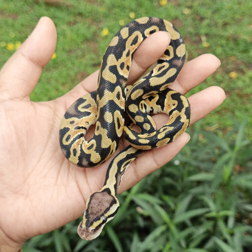 Ballpython - Pastel het Clown ph Lavender
