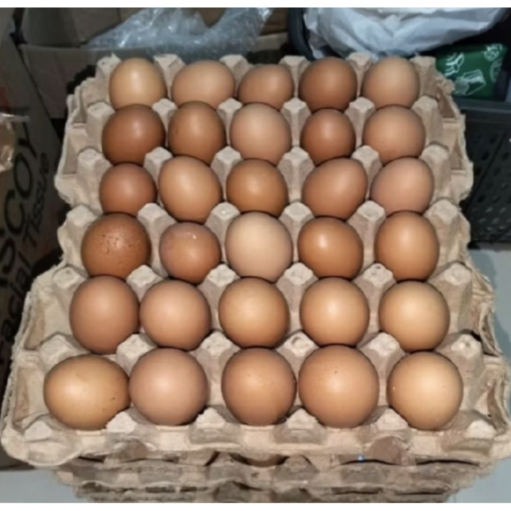 Telur ayam negeri isi 10