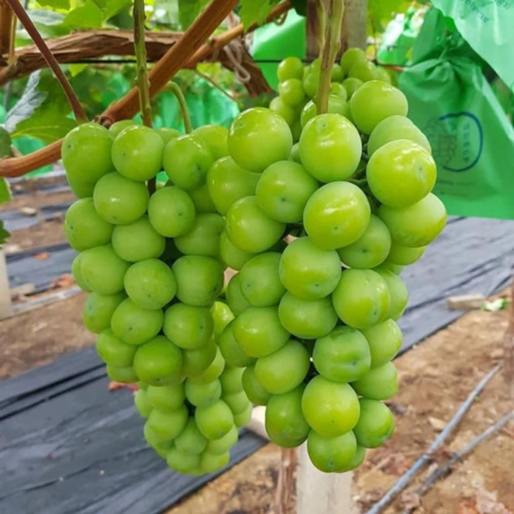Bibit Anggur Import Shine Muscat Valid Murah Berkualitas