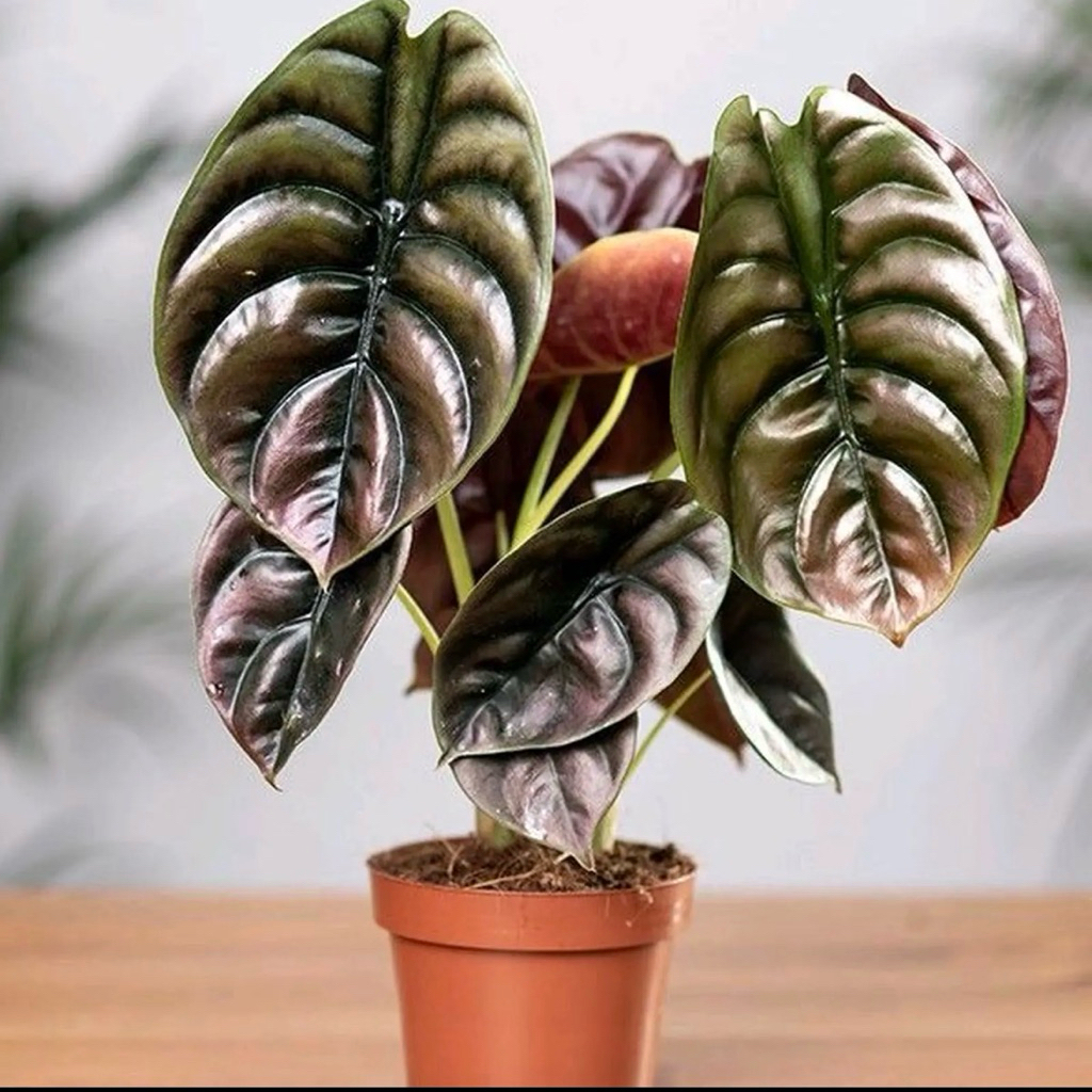 tanaman hias alocasia red secret  // alocasia cuprea // red secret alocasia tengkorak merah