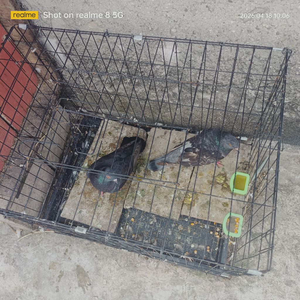 burung dara merpati sepasang murah meriah non giring