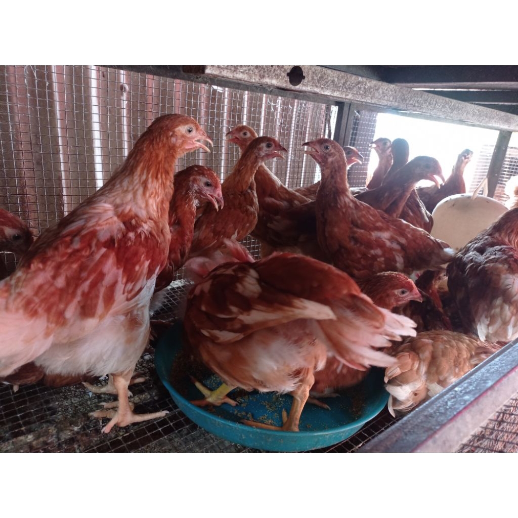 AYAM PETELUR MERAH USIA 2 1/2 BULAN GRADE A