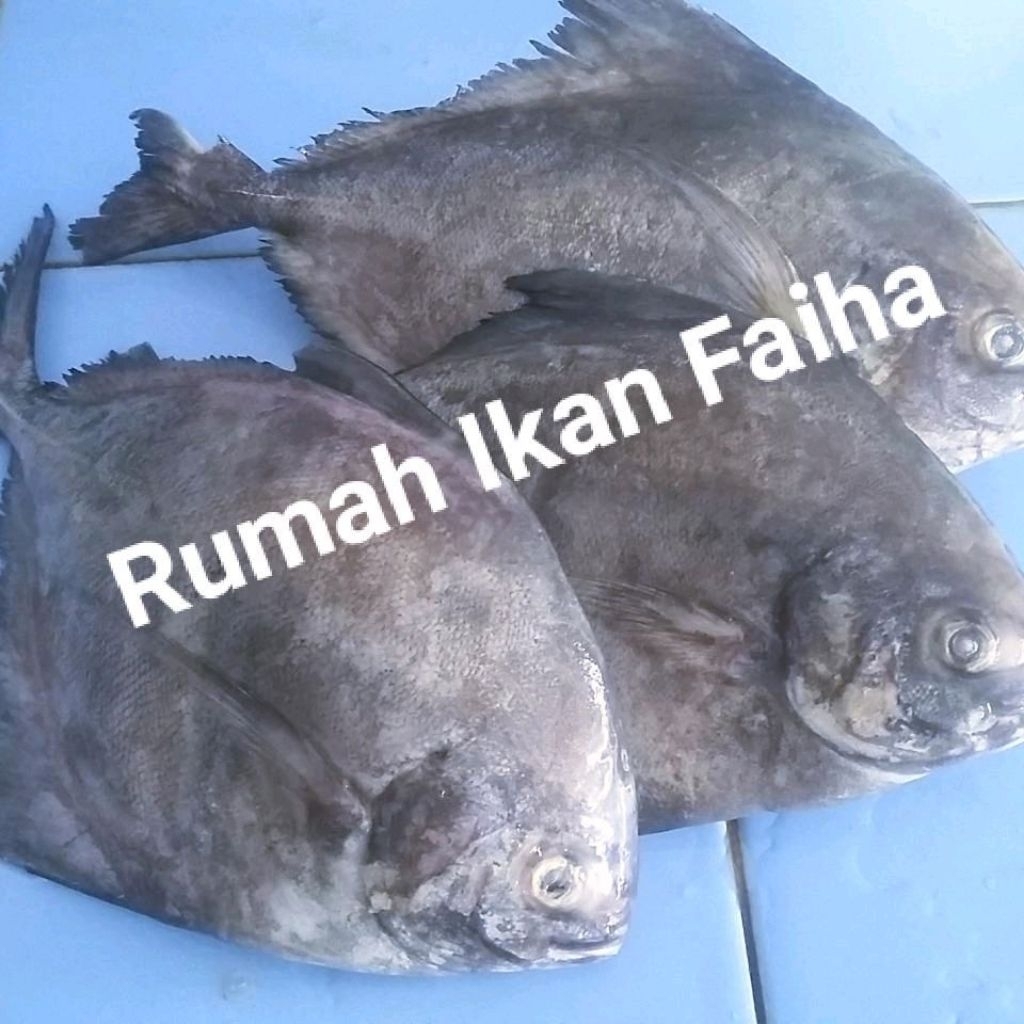 Ikan Bawal Laut Segar Beku