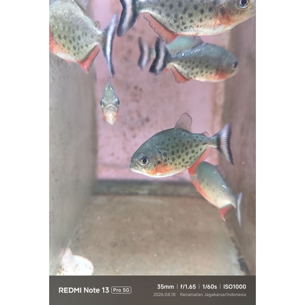 ikan hias piranha red belly