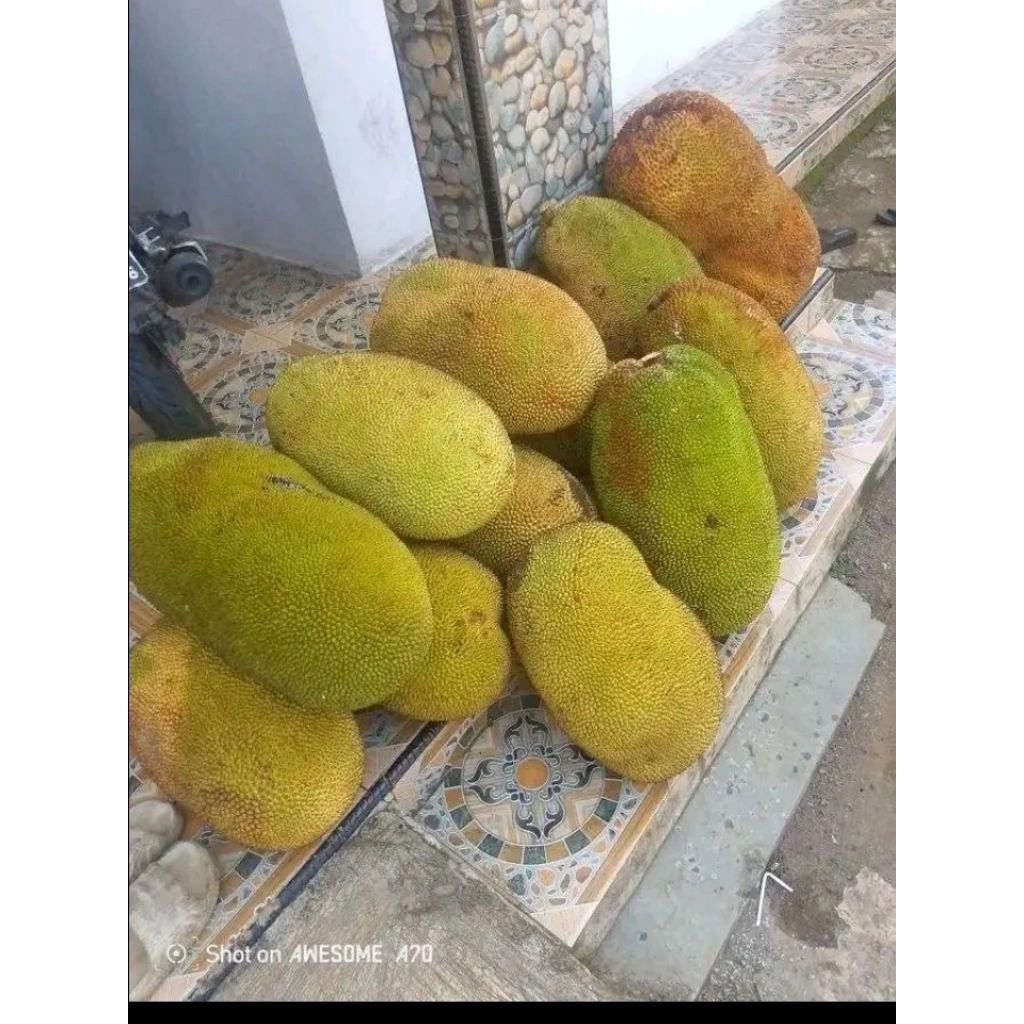 BUAH NANGKA SUPER BESAR 1 UTUH ASLI INDRAMAYU