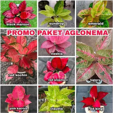 PAKET 10 bonggol aglonema Hidup