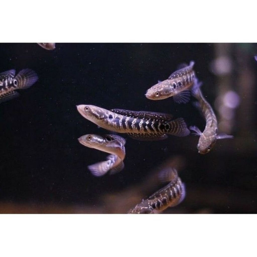 Ikan Channa Asiatica Ws Full Mutiara Gondrong - Ukuran 4-10cm