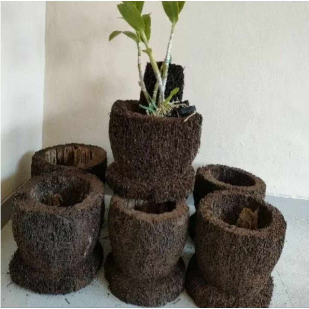 pot bunga /terbuat dari pohon pakis paku tiang