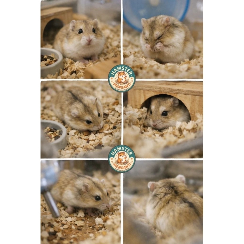 Hamster Winter white