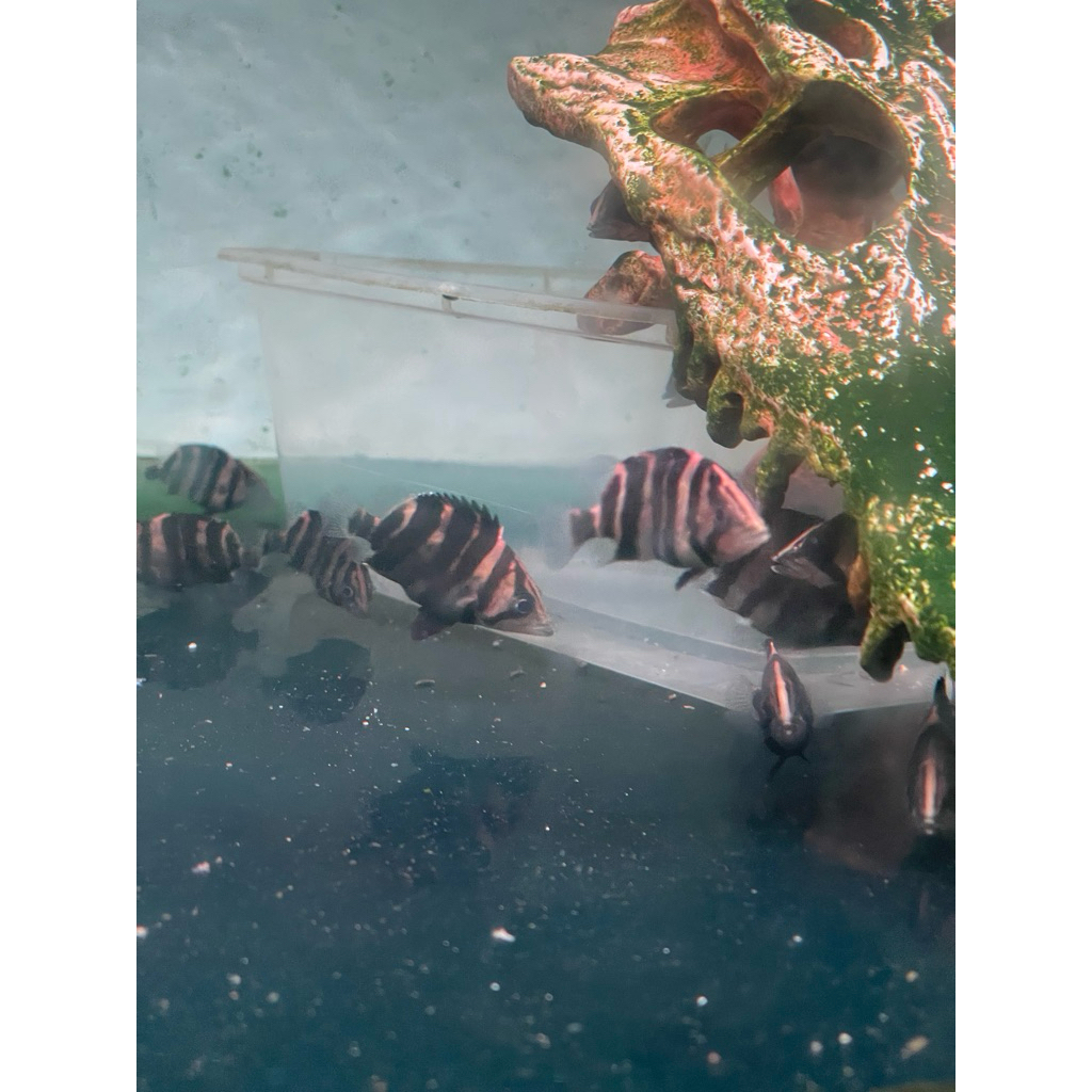 Datz Gold Sumatra 4-6cm CBCN