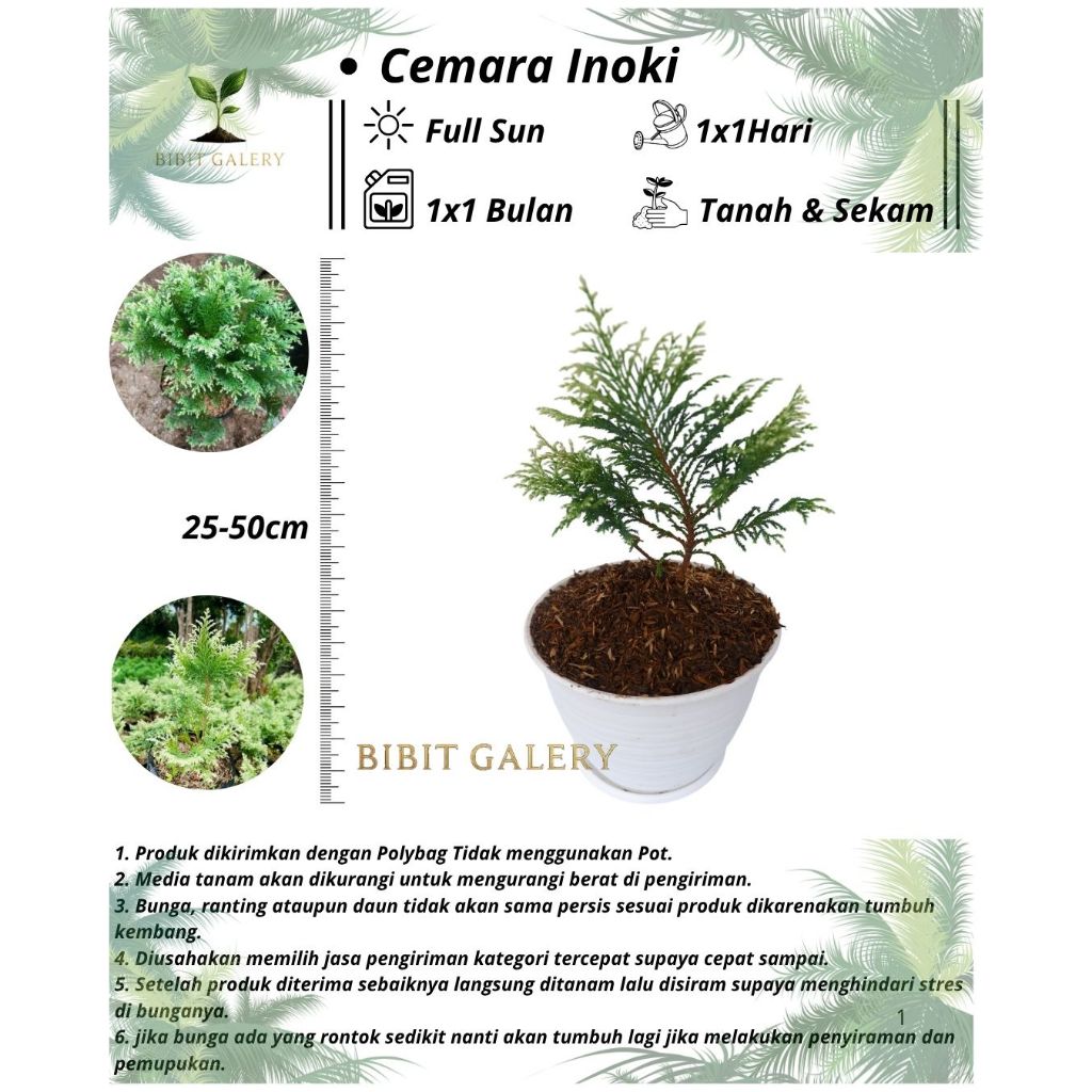 Cemara Inoki Golden - Tanaman Hias Cemara Inoki Golden - Cemara Enoki
