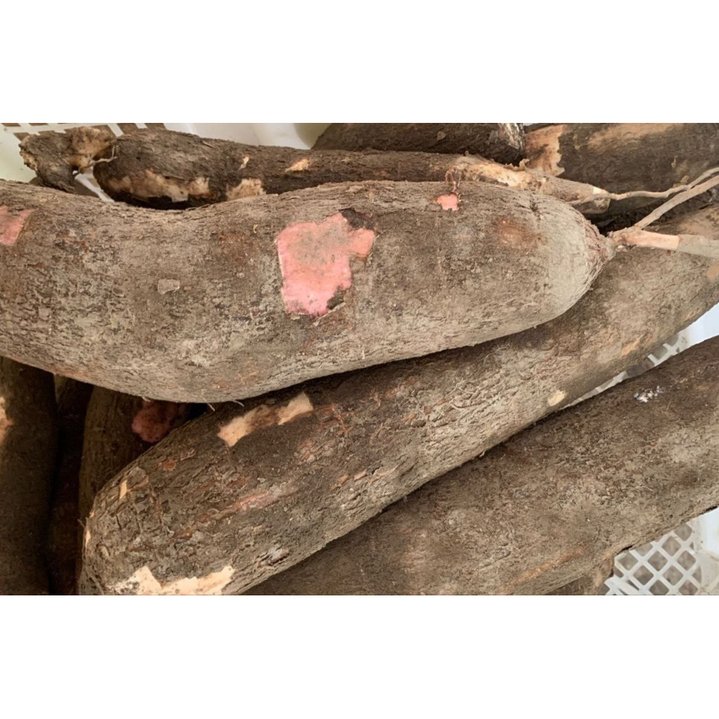 SINGKONG UBI JENDAL TELO KETAN 500 GRAM
