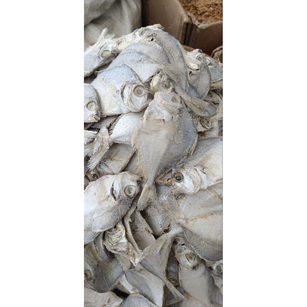 ikan petek/dodok besar