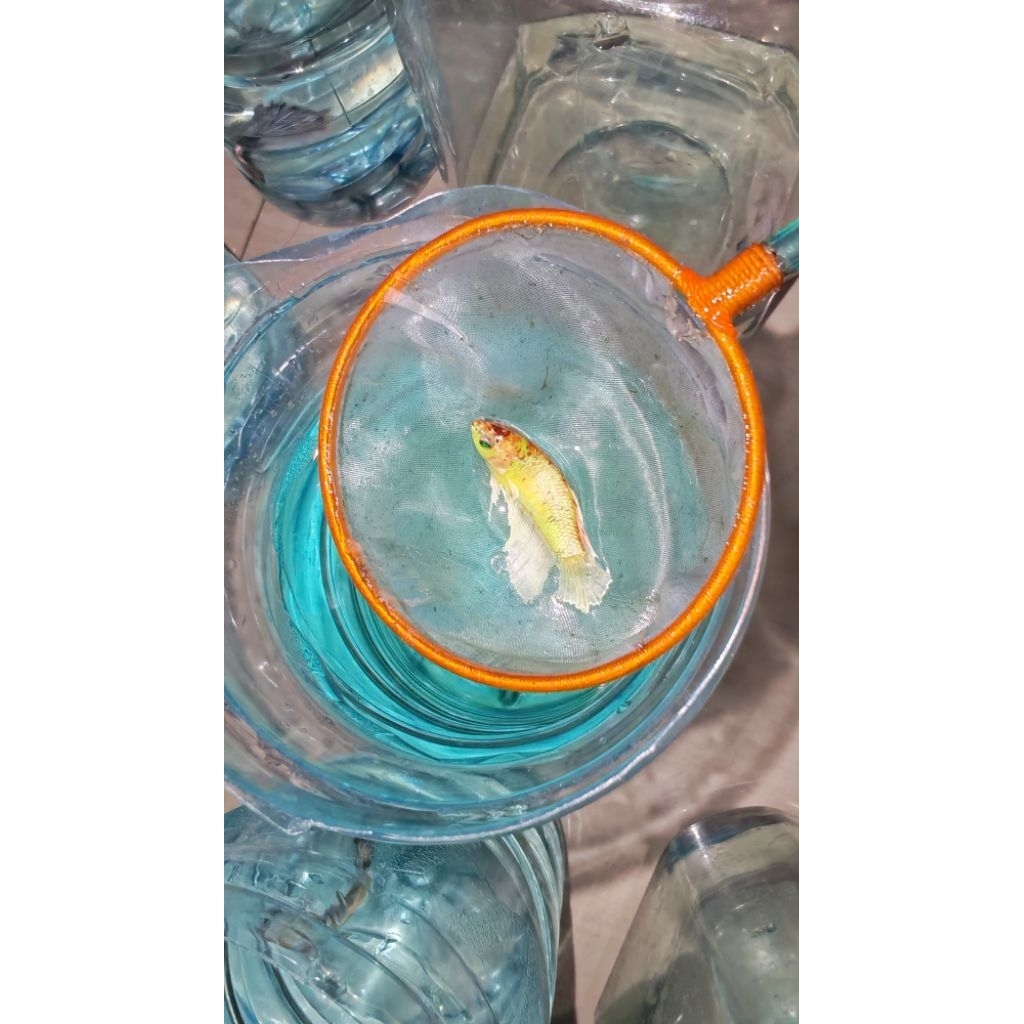 Hiasan Aquarium Lucu Cupang Female Dumbo ear Neon multi