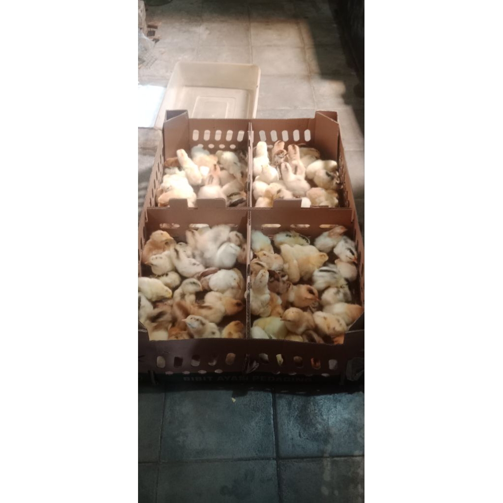Habib farm/Doc Elba (ayam kampung petelur)