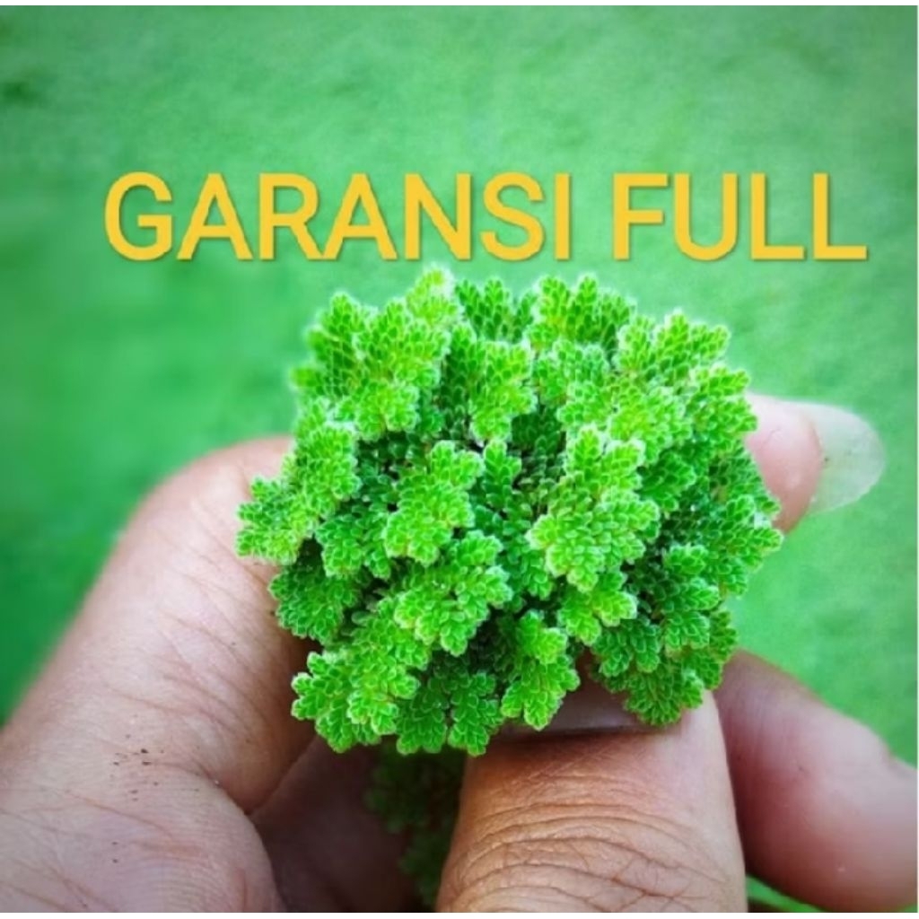 Azolla Segar 500 gram | Bibit Azolla | Pakan AyamBebek Puyuh Ikan Lele Nila Gurame Kambing Sapi bebe