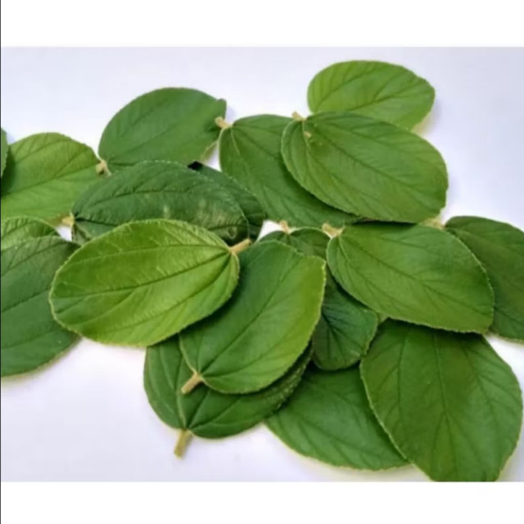 Daun BIDARA Arab Asli