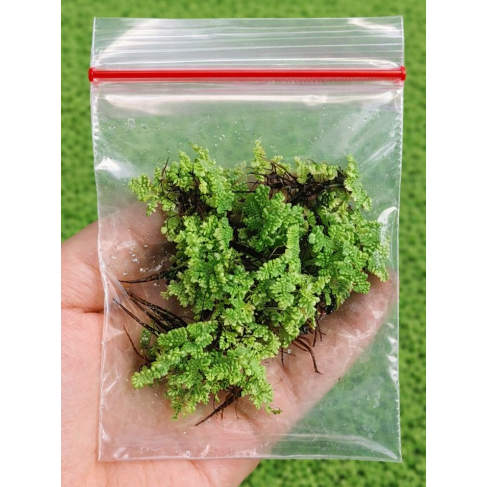 Bibit Azolla / azola kayambang Lele Segar Premium  Pakan Ikan & Ternak Cepat Tumbuh Siap Tebar